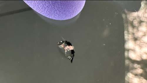 Image of Santa Barbara Windshield Chip Repair