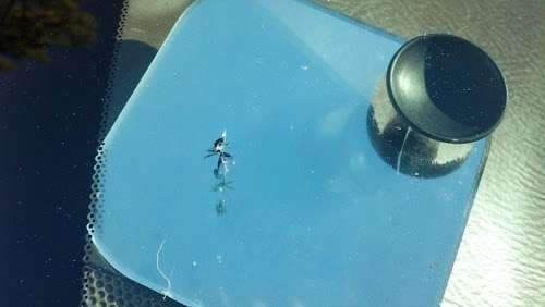 Image of Windshield Repair of Santa Fe